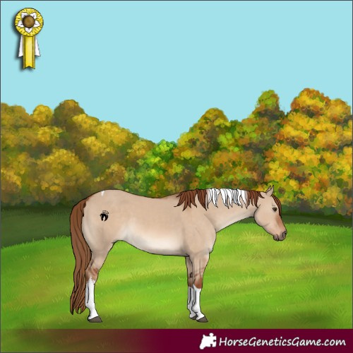 Horse Color:White Spotted Red Dun Tobiano 