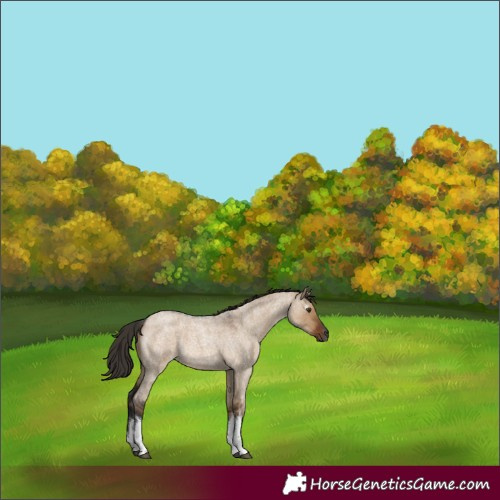 Horse Color:Gray White Spotted Liver Red Dun Roan 