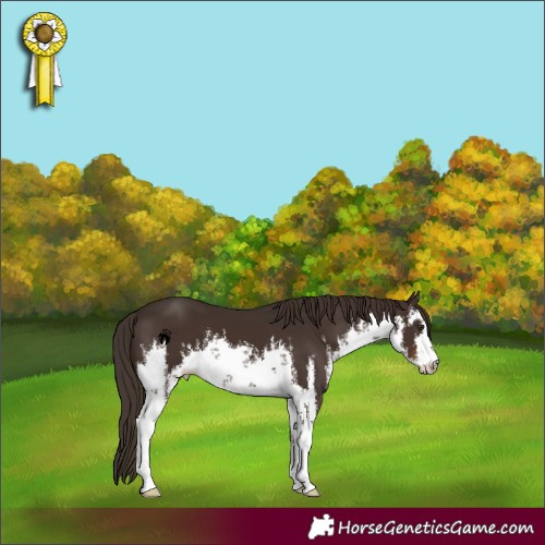 Horse Color:White Spotted Liver Chestnut 