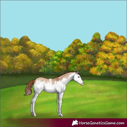 Horse Color:White Spotted Red Dun Splash 