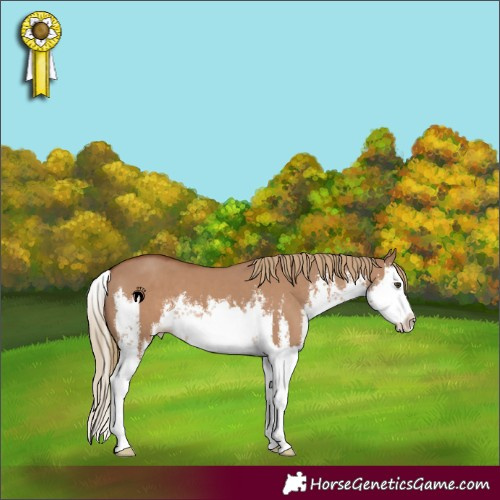 Horse Color:White Spotted Red Dun Splash 