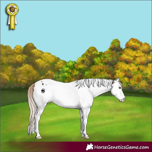 Horse Color:White Spotted Liver Chestnut Splash Tobiano Rabicano 