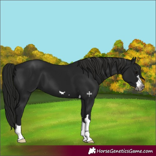Horse Color:Gray Black 