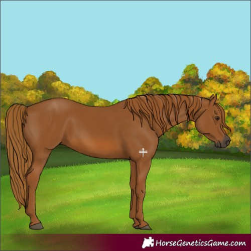 Horse Color:Gray Chestnut 