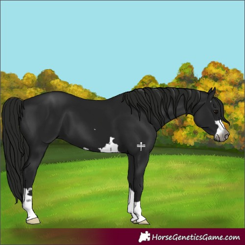 Horse Color:Gray Black 
