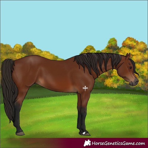 Horse Color:Gray Bay 