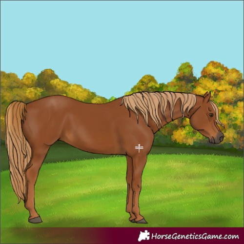 Horse Color:Gray Chestnut 