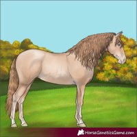 Horse Color:Gold Champagne Pearl Rabicano  and Gold Champagne Pearl Rabicano 