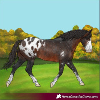 Horse Color:Brown Sabino Appaloosa Rabicano 