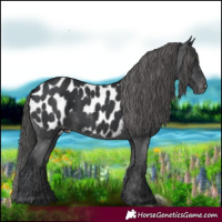 Horse Color:Black Appaloosa