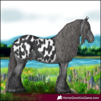 Horse Color:Black Appaloosa