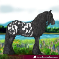 Horse Color:Black Blanket 