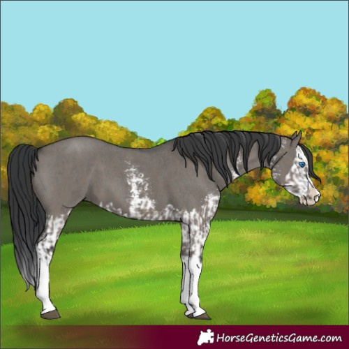 Horse Color:Grullo Sabino Splash and Grullo Sabino Splash