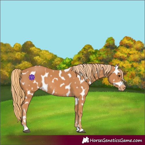 Horse Color:Chestnut Appaloosa 