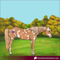 Horse Color:Chestnut Near Leopard 