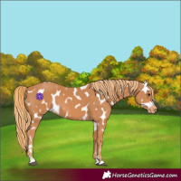 Horse Color:Chestnut Near Leopard 