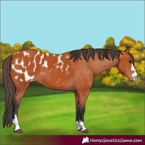 Horse Color:Bay Appaloosa