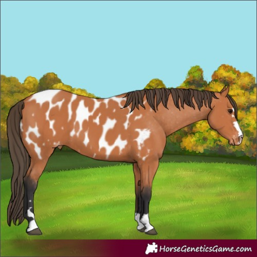 Horse Color:Bay Appaloosa