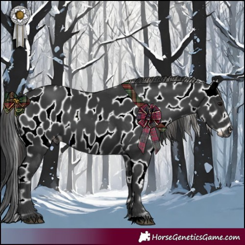 Horse Color:Black Appaloosa 