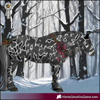Horse Color:Black Appaloosa 