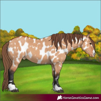 Horse Color:Bay Dun Appaloosa 