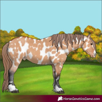 Horse Color:Bay Dun Appaloosa