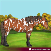 Horse Color:Bay Appaloosa 