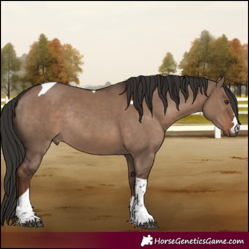 Horse Color:Liver Red Dun Tobiano Rabicano 