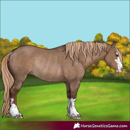 Horse Color:Liver Red Dun Rabicano 