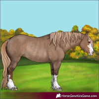 Horse Color:Liver Red Dun Rabicano 