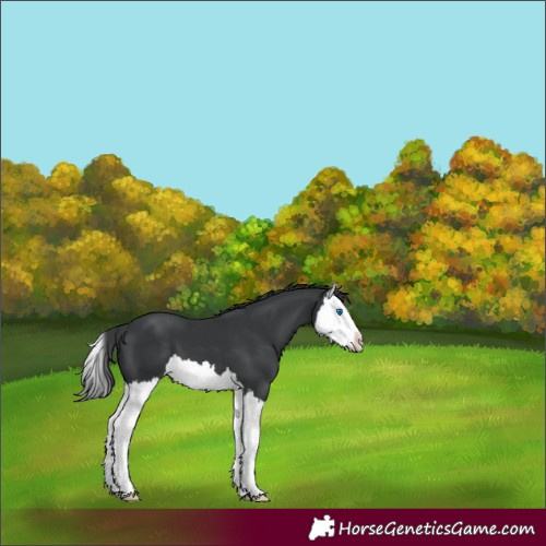 Horse Color:Black Splash