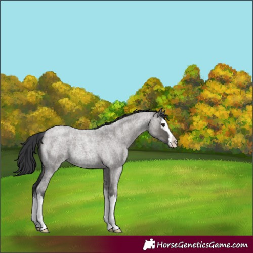 Horse Color:Grullo Roan Splash 