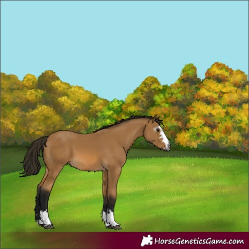 Horse Color:Gray Buckskin 