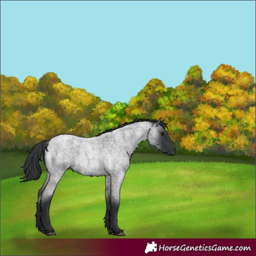 Horse Color:Blue Roan 