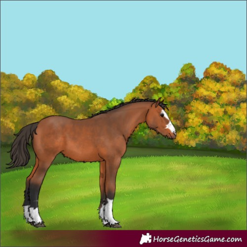 Horse Color:Bay 