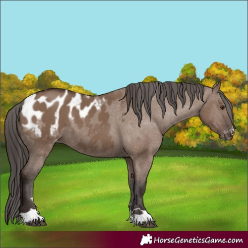 Horse Color:Liver Red Dun Appaloosa 