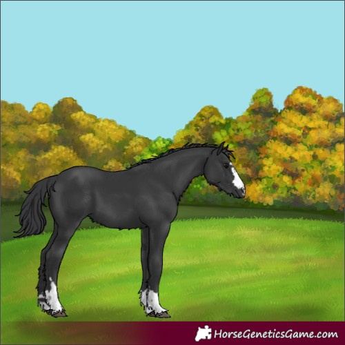 Horse Color:Black 