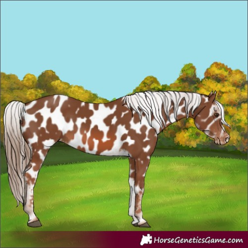 Horse Color:Chestnut Appaloosa