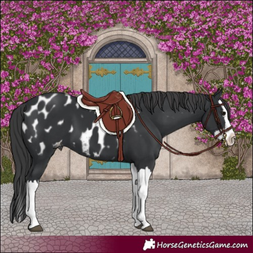 Horse Color:Black Splash Blanket 