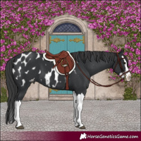 Horse Color:Black Splash Appaloosa 