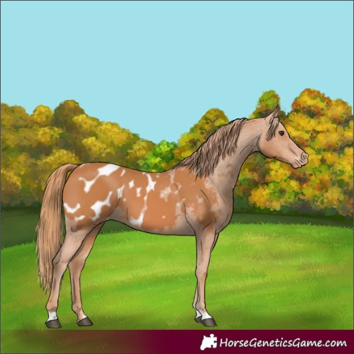Horse Color:Chestnut Blanket 
