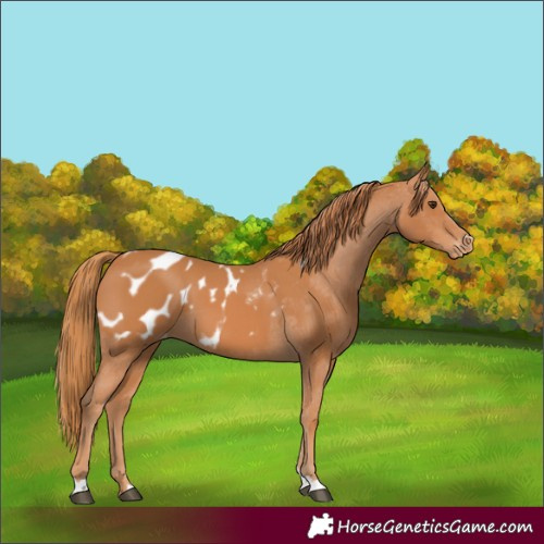 Horse Color:Chestnut Appaloosa 
