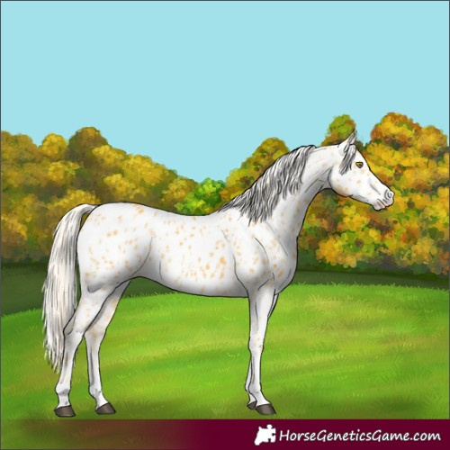 Horse Color:Palomino Appaloosa  and Palomino Appaloosa 