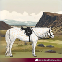 Horse Color:Palomino Appaloosa  and Palomino Appaloosa 