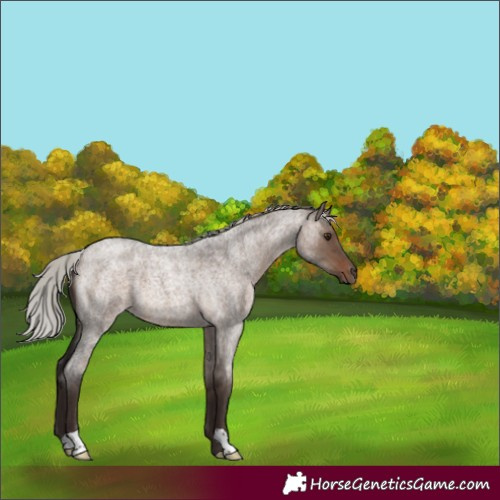 Horse Color:Silver Brown Roan Dun 