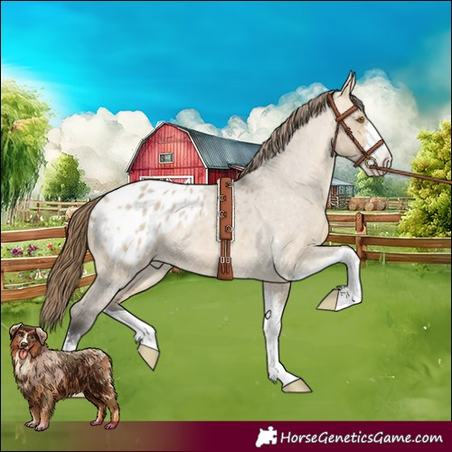 Horse Color:Buckskin Roan Dun Sabino Appaloosa 