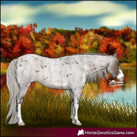 Horse Color:Silver Brown Roan Dun Sabino 
