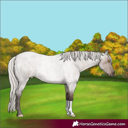 Horse Color:Silver Grullo Roan 