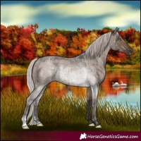 Horse Color:Silver Grullo Roan  and Silver Brown Roan Dun 