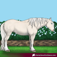 Horse Color:Cremello 